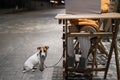 Smiling woman working on laptop at a wooden table in the street. The girl looks at the monitor and Jack Russell Terrier