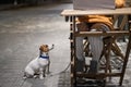 Smiling woman working on laptop at a wooden table in the street. The girl looks at the monitor and Jack Russell Terrier