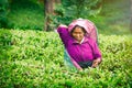 Smiling woman working on Sri Lankan tea plantation Royalty Free Stock Photo