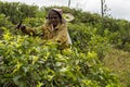 Smiling woman working on a tea plantation in Sri Lanka Royalty Free Stock Photo