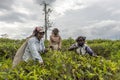 Smiling women working on a tea plantation in Sri Lanka Royalty Free Stock Photo