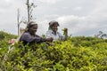 Smiling women working on a tea plantation in Sri Lanka Royalty Free Stock Photo