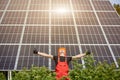 Happy working solar station raising his hands on a background of photovoltaic panels Royalty Free Stock Photo