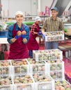 Smiling workwoman of fruit sorting factory showing selected mangoes