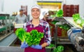 Smiling workwoman working on lettuce sorting line in vegetable factory Royalty Free Stock Photo