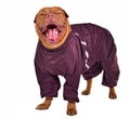 Smiling yawning dog dressed with raincoat