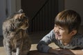 Smiling boy looking with love his pet, cat at home Royalty Free Stock Photo
