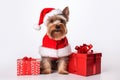 a smiling dog wearing santa claus suit holding gift box standing on isolate white background