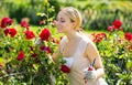 Blond woman taking care of red rose bushes Royalty Free Stock Photo