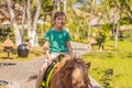 Smiling, young boy ride a pony horse. Horseback riding in a tropical garden Royalty Free Stock Photo