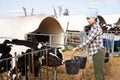 Chinese woman feeding calves in stall Royalty Free Stock Photo