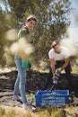 Smiling young man and woman collecting olives at farm Royalty Free Stock Photo