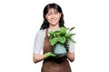 Smiling young woman in apron gloves with potted plant on white isolated background Royalty Free Stock Photo