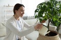 Smiling young woman holding can, watering green houseplant at home Royalty Free Stock Photo