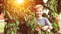 Smilling child picking red cherries from tree in garden at home on summer day