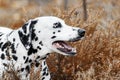 Dalmatian lying on golden autumn background