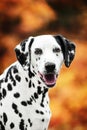 Smilling Dalmatian portrait on autumn background