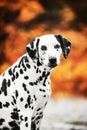 Smilling Dalmatian dog portrait