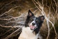 Smilling Dog. Happy Black and White Border Collie. Royalty Free Stock Photo