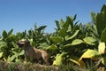 A Smiling pitbull at tobacco field Royalty Free Stock Photo