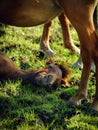 Smilling Young Horse Foal Relaxing in the Grass