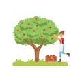 Smilng woman picking apples from tree to basket, juice production process stage vector Illustration on a white