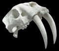 Smilodon Skull Cutout