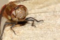 Smily Vagrant darter Dragonfly CloseUp Royalty Free Stock Photo