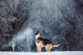 East European Shepherd catches snowballs at snowing winter