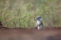 Smith bush squirrel in Kruger National park, South Africa