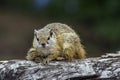 Smith bush squirrel in Kruger National park, South Africa