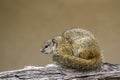 Smith bush squirrel in Kruger National park, South Africa