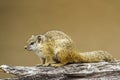 Smith bush squirrel in Kruger National park, South Africa