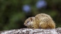 Smith bush squirrel in Kruger National park, South Africa