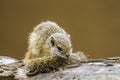 Smith bush squirrel in Kruger National park, South Africa