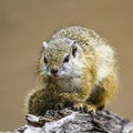 Smith bush squirrel in Kruger National park, South Africa