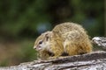 Smith bush squirrel in Kruger National park, South Africa