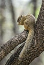 Smith bush squirrel in Kruger National park, South Africa