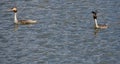 Look of the Great Crested Grebe