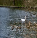 Mute swan framed by the branches