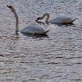 Necks of the Mute Swans