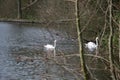 Two Mute swans through the trees