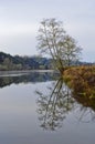 Tree Reflects On Smith River