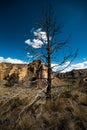 Smith Rock State Park Tree Royalty Free Stock Photo