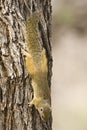 Smith's Bush Squirrel, Paraxerus cepapi