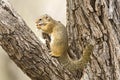 Smith's Bush Squirrel, Paraxerus cepapi