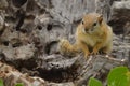 Smith's Bush Squirrel (Paraxerus cepapi)