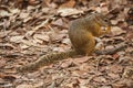 Smith\'s Bush Squirrel (Paraxerus cepapi) 14878