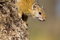 Smith`s Bush Squirrel & Tree Royalty Free Stock Photo