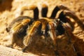 Smith`s Redknee Tarantula - Singapore Royalty Free Stock Photo